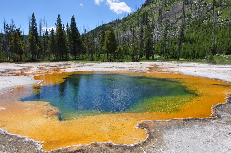 geyser, tree, pine woodland, water, non-urban scene, hot spring, sky, outdoors, mountain, no people, 4K, national, land, leaf, near, thermal, yellowstone National Park