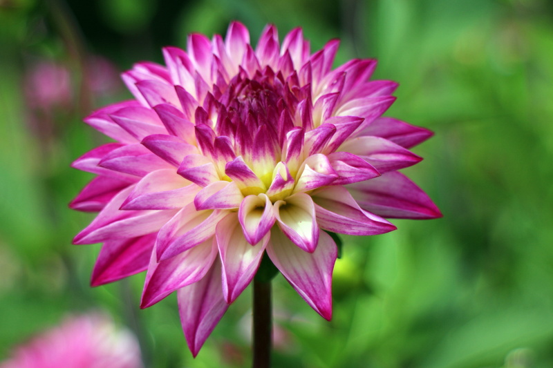 day, nature, plant, geothermal, flower garden, flower, autumn, botany, pollen, outdoors, flower Head, no people, bloom, purple, blossom, focus on foreground