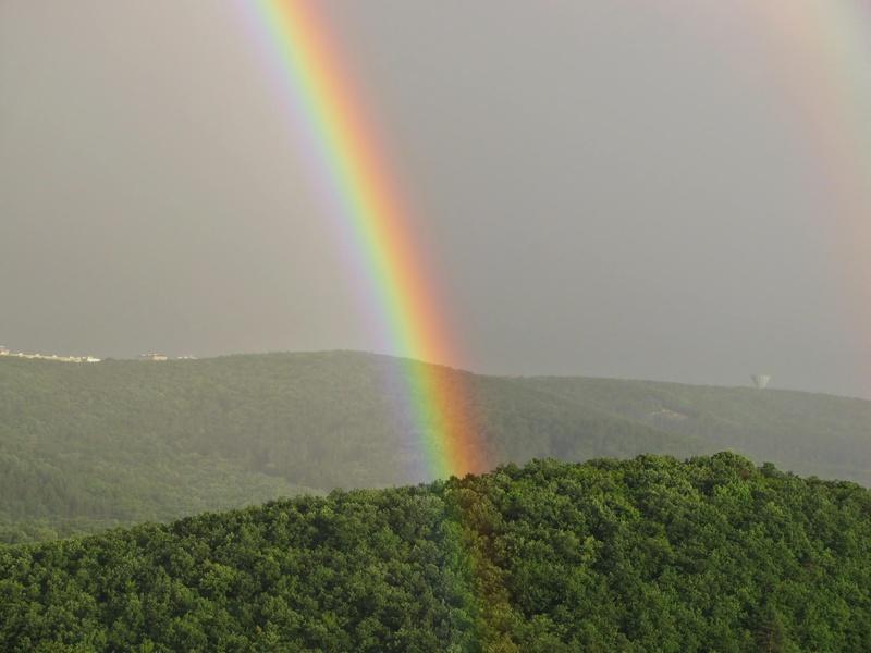 outdoor, double rainbow, forest, environment, wood, colorful, landscape, idyllic, rainbow, multi colored, trees, scenics - nature, daytime, no people, land