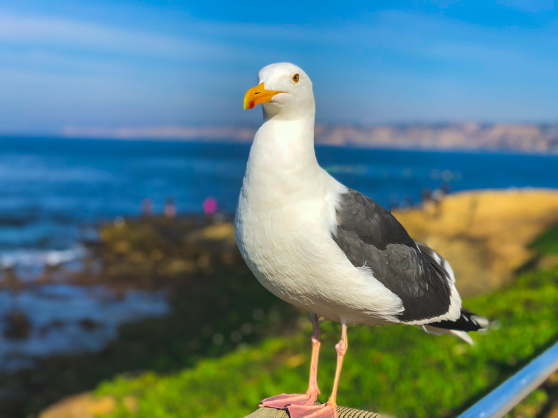 majestic, bird, land, seagull, still, coast, feathers, sea bird, blue, nature, day, animal wildlife, grass, visionary, white, 4K, leader, perching, one animal