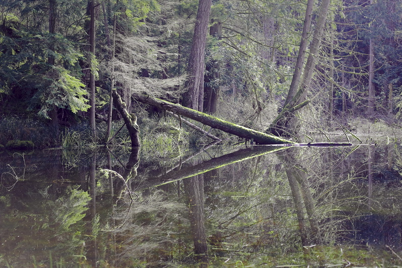 plant, wood - material, day, orcas island, growth, tree trunk, fallen tree, tranquil scene, forest, trunk, tree, wood, pnw, outdoors, water, nature, visionary
