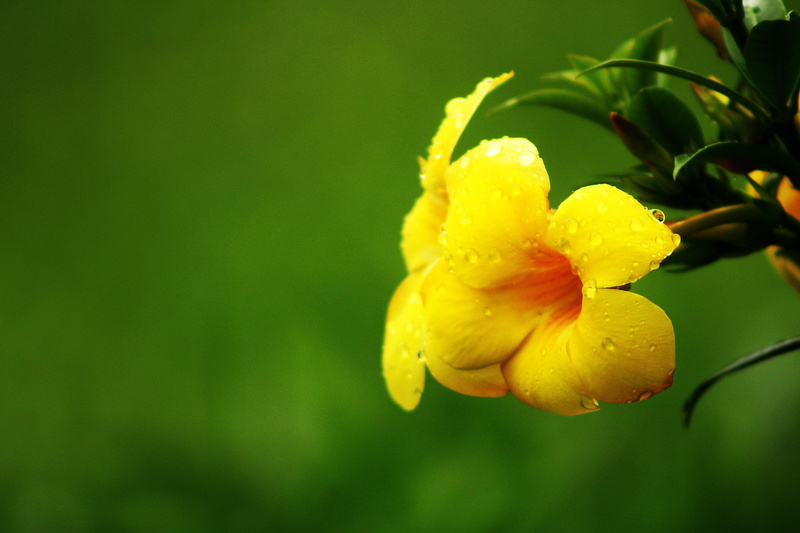 spring, growth, outdoors, drop, beauty In Nature, springtime, plant, flower Head, freshness, raindrop, blooming, petal, dew, botanical, color Image, focus on foreground