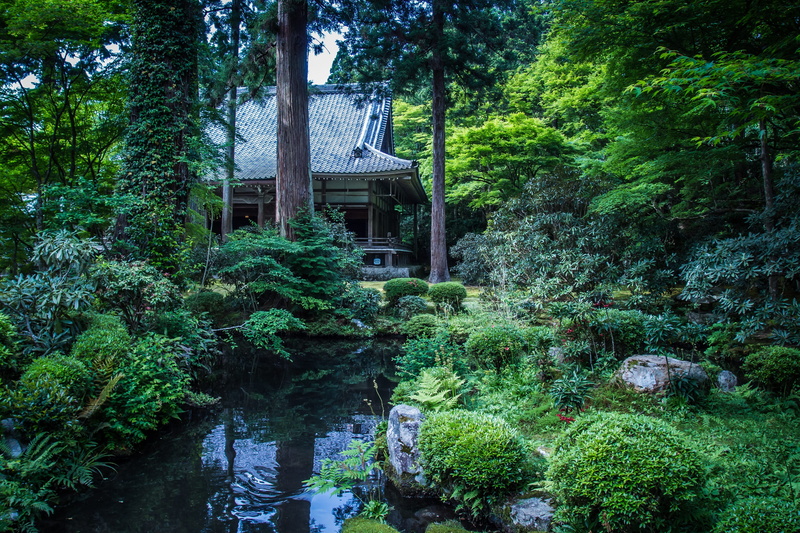 sanzen-in temple, Landscape, showing, foliage, in the early summer, tourist destination, person, tree, forest, tranquility, reflection, no people, kyoto