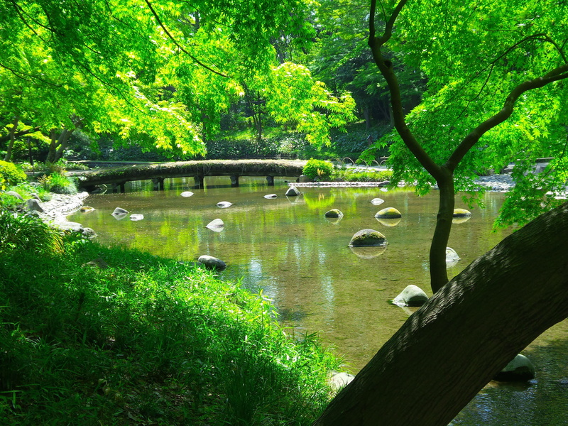 Pond, nature, reflection, bridge, tranquility, Garden, Garden, animal, tranquil scene, growth, animal themes, green, japanese, garden, pond, connection