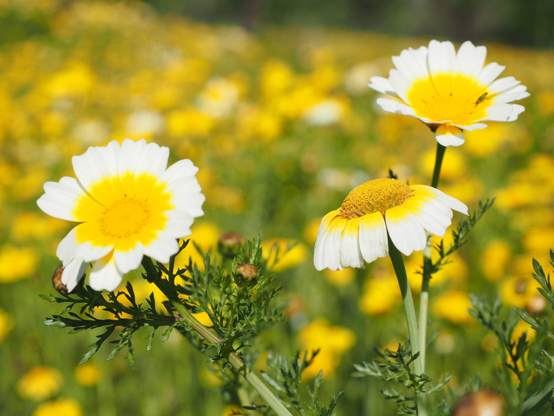 nature, vulnerability, plant, field, asteraceae, glebionis coronarian, selective focus, cretan gold flower, beauty in nature, pollen, white, growth, flower head