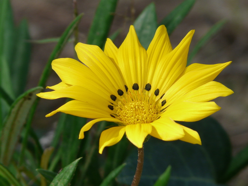 flowering plants, day, gazanie, gold noon, plant, photo, no people, 2K, sunny, freshness, bright yellow, beauty in nature, flower head, growth, outdoors