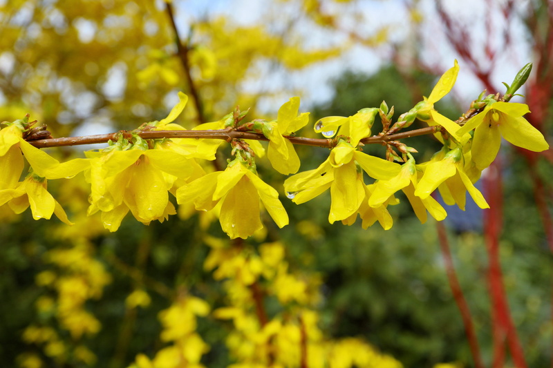 springtime, vulnerability, ornamental shrub, spring, flora, plant, tree, bright, arrangement, gold lilac, leaf, 5K, blossom, yellow, composition, branch