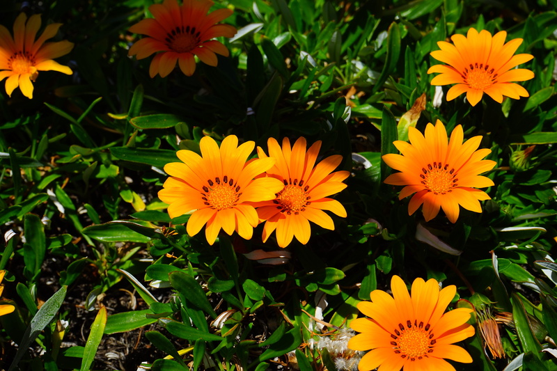 plant part, sunny, vulnerability, day, ornamental plant, annular, eye ring, cape gazanie, plant, point number, growth, composites, gazania pavonia, flower