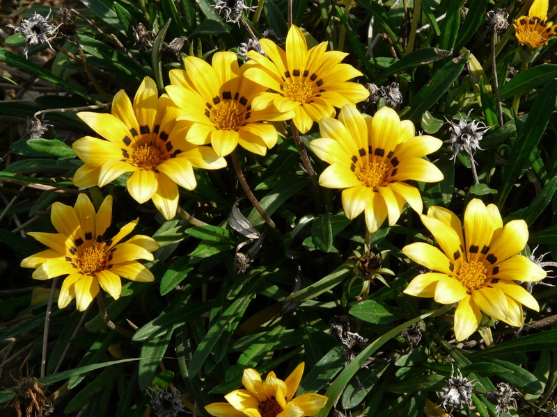 gold noon, point number, fragility, vulnerability, petal, ornamental plant, growth, blossom, freshness, green Color, cape gazanie, gazania, leaf, springtime