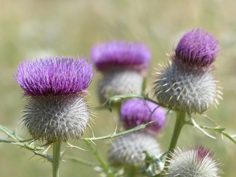cirsium eriophorum, springtime, spiny, close-up, hapaxanth, blossom, woolly, wool head creeping thistle, cup shaped inflorescence, asteraceae, basket shaped