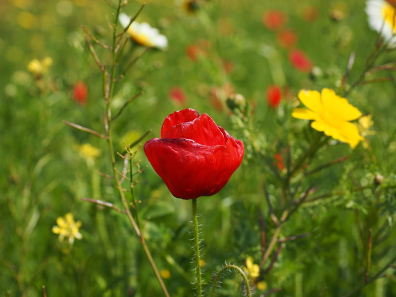 flower head, close, glebionis coronaria var discolor, bi color, outdoors, no people, inflorescence, papaver, klatschmohn, klatschrose, papaveraceae, nature