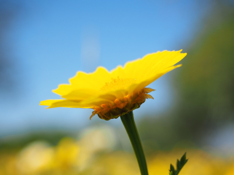 glebionis coronarian, sepal, blütenmeer, flowers, bloom, gold flower, inflorescence, yellow, nature, cretan gold flower, composites, pollen, outdoors, vulnerability