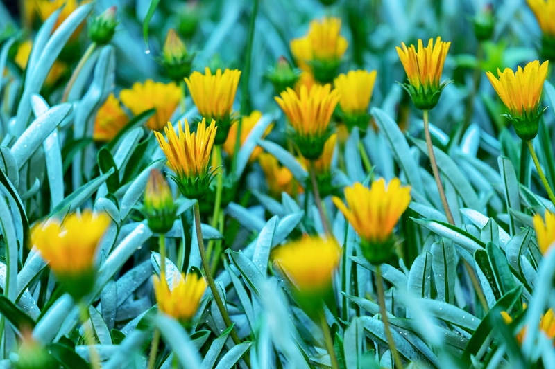 petal, blossom, sonnentaler, plant, gazania, green color, sunny yellow, leaves, ornamental flower, field, ice plant, flowerbed, yellow, vulnerability, asteraceae