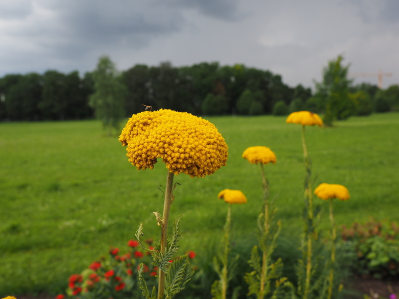 high yarrow, plant, high sheaf, no people, outdoors, tanacetum angulatum, nature, meadow, blossom, field, flower, yellow, asteraceae, forest, bloom, land