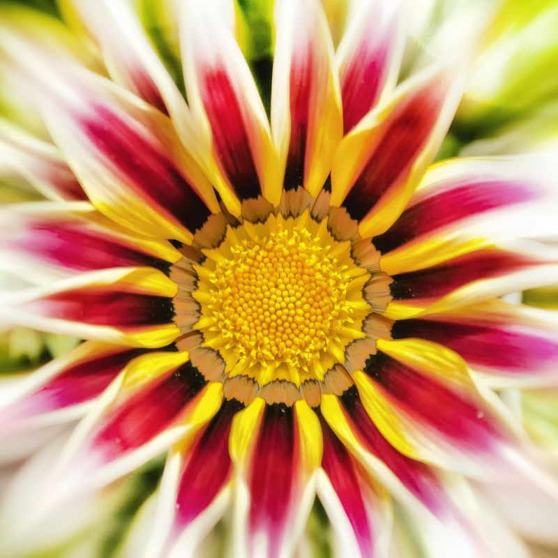 orange, flowering plant, bloom, noon gold flower, outdoors, vulnerability, full frame, sunny yellow, beauty in nature, plant, flower, gazanie, petal, flower head