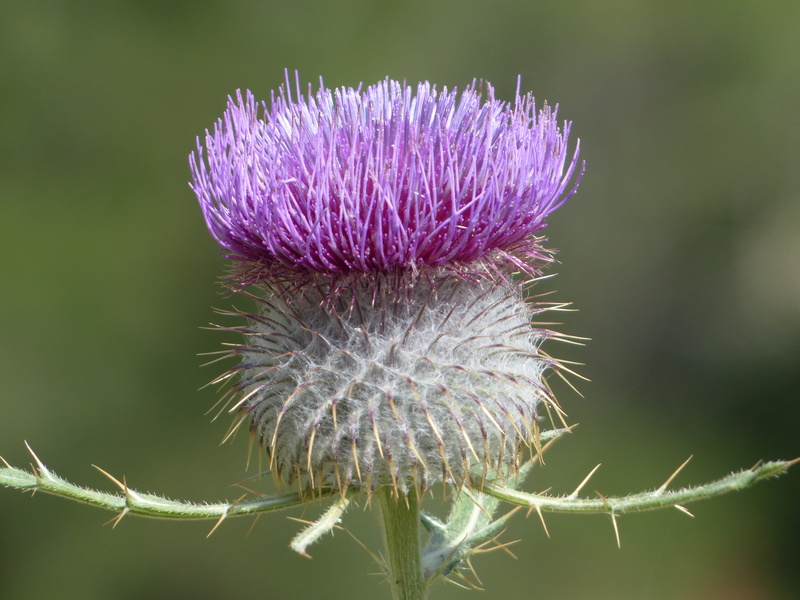 photograph, selective, green color, focus on foreground, scratchy, spiky, flower head, spiked, basket shaped, globose, nature, cup shaped inflorescence