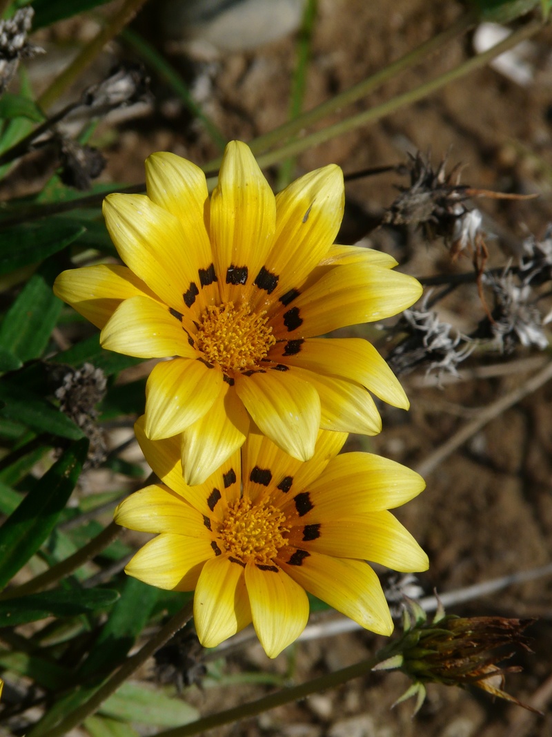 growth, 2K, asteraceae, flowering plants, plant part, outdoors, blossom, gazania rigens, geäugt, gazanie, day, close-up, composites, black, no people