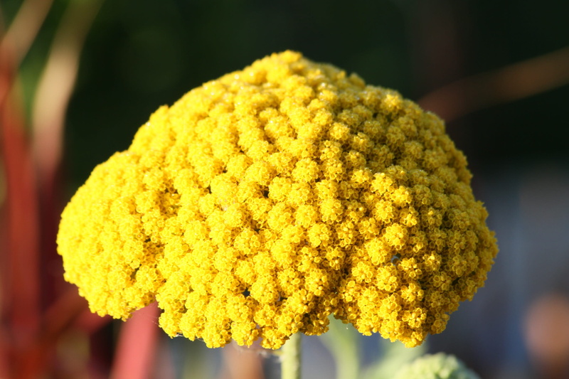 beauty in nature, flora, freshness, marigold, Blossom, inflorescence, yellow flower, Yellow, day, selective focus, fragility, focus on foreground, close