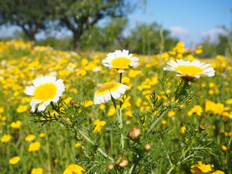 blütenmeer, gold flower, fragility, vulnerability, flowerbed, meadow, glebionis coronarian, 4K, asteraceae, inflorescence, glebionis coronaria var discolor