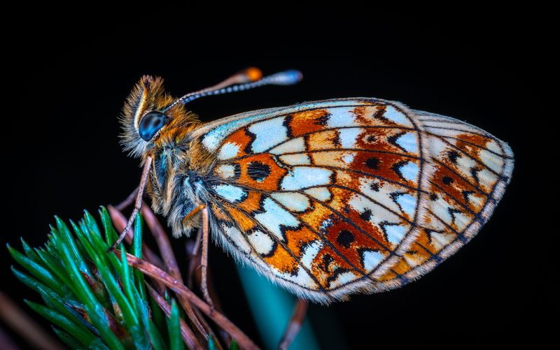 butterflu, animal wildlife, animal head, magnification, multi colored, white, animals in the wild, beauty in nature, colourful, insect, animal themes, orange