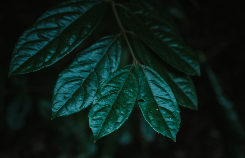 outdoors, vulnerability, leaves, freshness, selective focus, preserve, close-up, 5K, faded, green, day, leafes, tree, leaf vein, explore, closeup, tetxure
