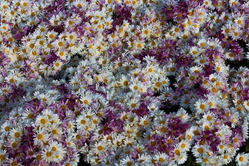 abundance, fragility, full frame, close-up, multi colored, flowerbed, iran, flower tetxure, flowers, backgrounds, bed, 5K, freshness, explore, vulnerability