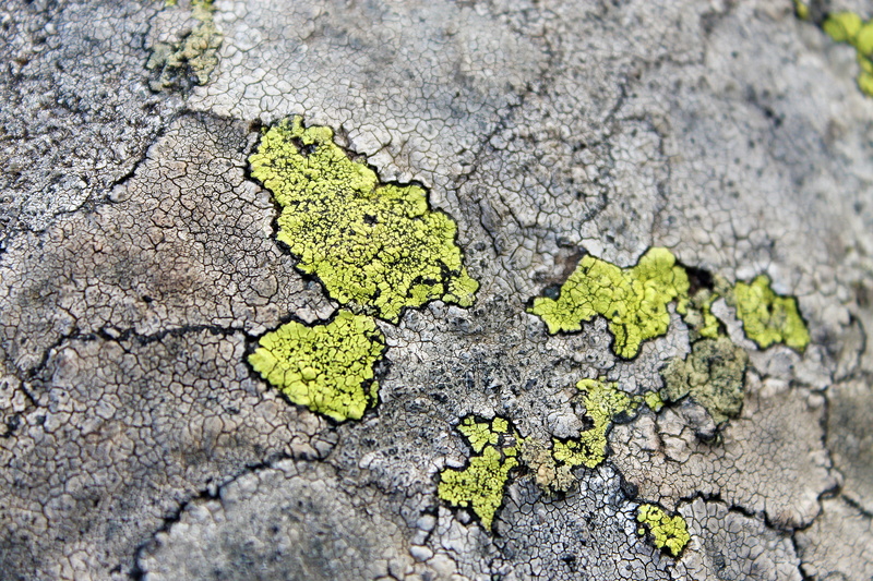 climate, textured, cracked, flora, tetxure, asphalt, high angle view, drought, stone, arid climate, textured surface, walkway, outdoors, surface, volcanic