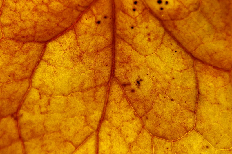 backgrounds, change, autum leafe, close, autum leaves, pattern, studio shot, close-up, geometric shape, leaf, orange color, leaf vein, natural pattern