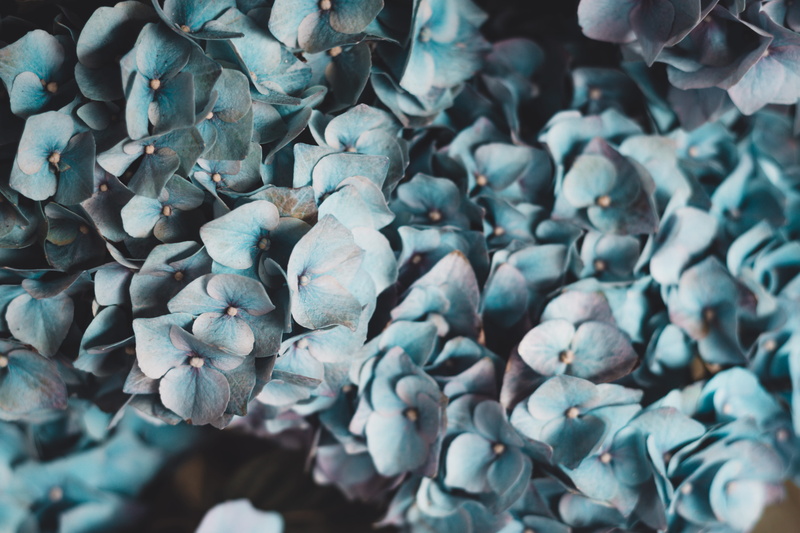 high angle view, petaled, tetxure, selective focus, pattern, 5K, blue flowers, no people, full frame, freshness, solid, large group of objects, abundance