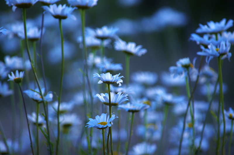 daytime, Monday, blue, color, Group, blue daisy, flowers, play, Blues, daisy, 4K