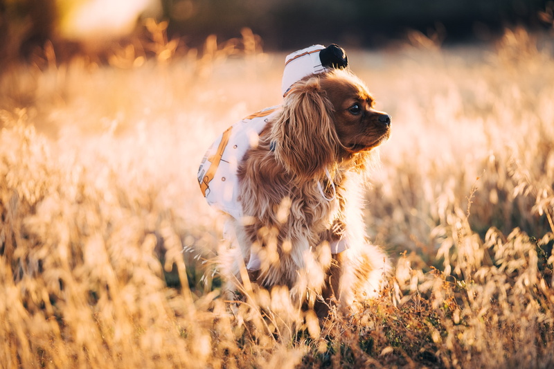 english, people, portrait, smiling, gold Colored, cute, spaniel, looking, plant, pets, vertebrate, happiness, meadow, small, lifestyles, beautiful, fun