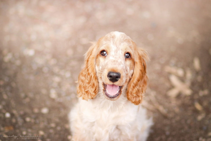 Cocker Spaniel, 1080P, Dog, Dogs, Pet