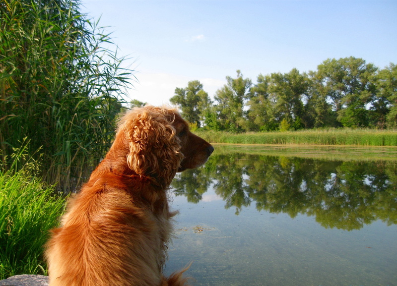 2K, plant, canine, friendship, grass, cocker Spaniel, portrait, hound, purebred Dog, mammal, sitting, tree, golden Retriever, outdoors, domestic, summer