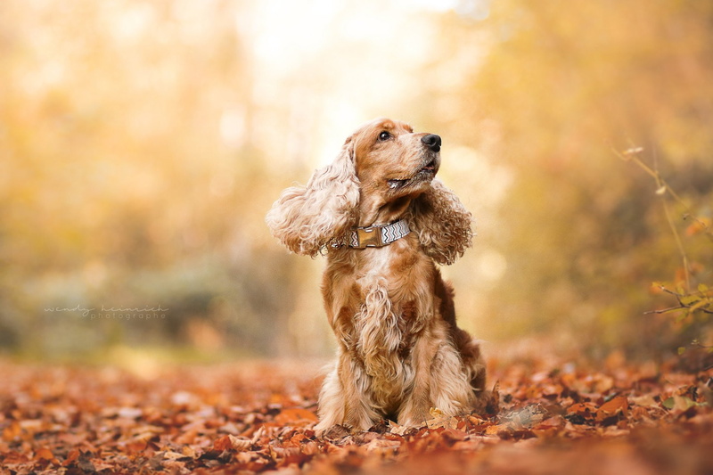 Dogs, 1080P, Cocker Spaniel