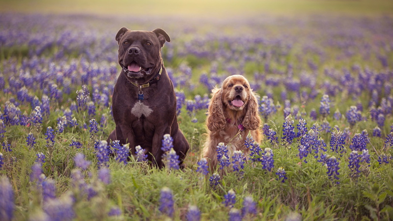english cocker spaniel, flower field, animal, plant, flowering plant, wildflower, dogs, terrier, dog breed, field, purple, land, lavender, american staffordshire terrier