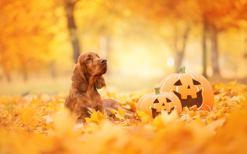 Cocker Spaniel, 4K, breed, dog, foliage, autumn, face, Park, faces, yellow background, English, lies, Halloween, look, leaves, pumpkin, red, bokeh