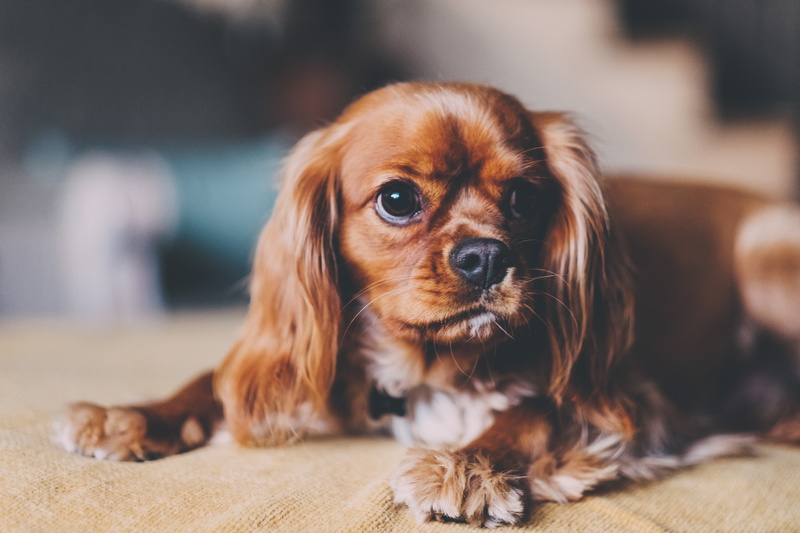 cocker Spaniel, selective focus, no People, focus on foreground, pets, mammal, 5K, looking at camera, looking, canine, puppy, purebred Dog, portrait, one Animal