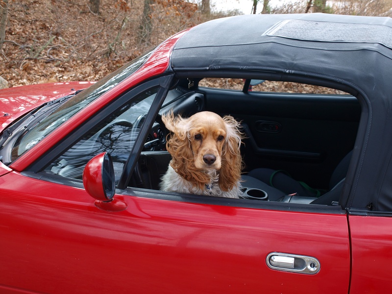 spaniel, top, portrait, enjoying, car, animal head, vehicle, one animal, land vehicle, cool, outdoors, gun dog, 2K, window, happy, mammal, fun, domestic animals