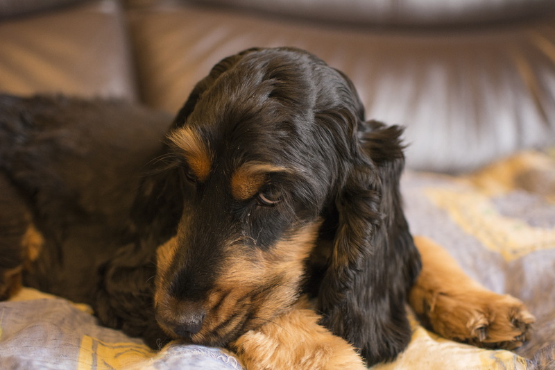 one Animal, friendship, focus on foreground, animal Hair, hound, no People, domestic, brown, dog, english cocker spaniel, furniture, sitting, resting, home interior