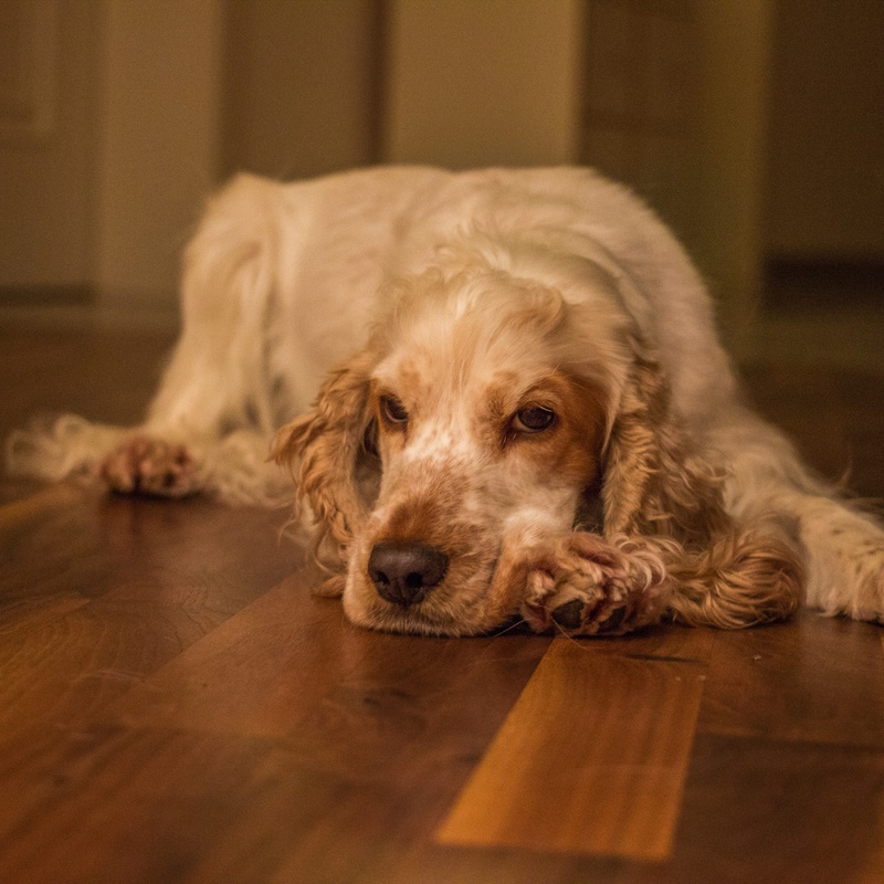 cocker spaniel, pet, pets, vertebrate, surface level, 2K, no people, animal themes, mammal, relaxation, hardwood floor, looking at camera, lying down