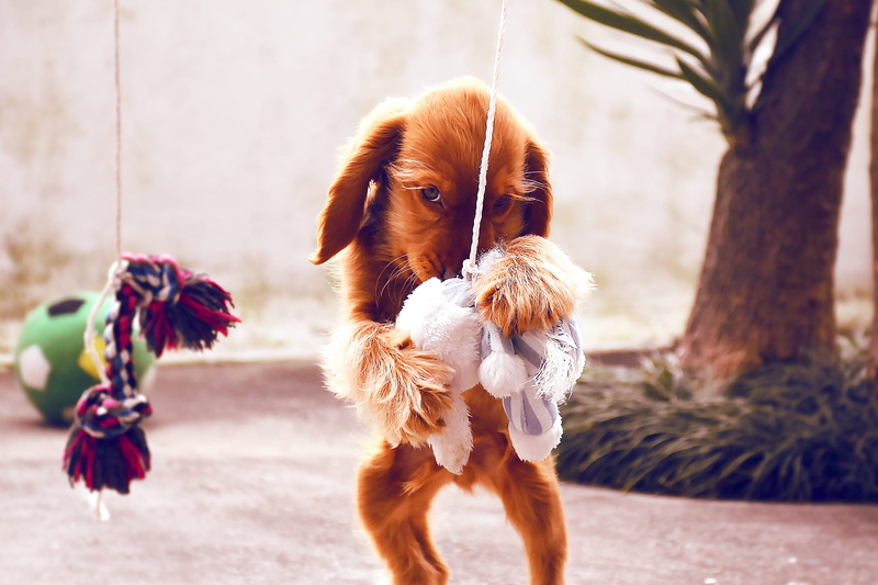 domestic, animal, baby dog, nature, dog, porto, puppies, day, cocker spaniel, no people, stuffed animal, vertebrate, outdoors, portugal, 2K, cocker, cavalier king charles spaniel