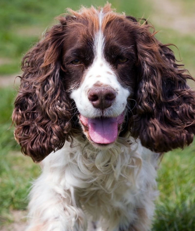 english springer spaniel, springer spaniel, no people, breed, animal head, day, facial expression, pets, portrait, mammal, beautiful, focus on foreground
