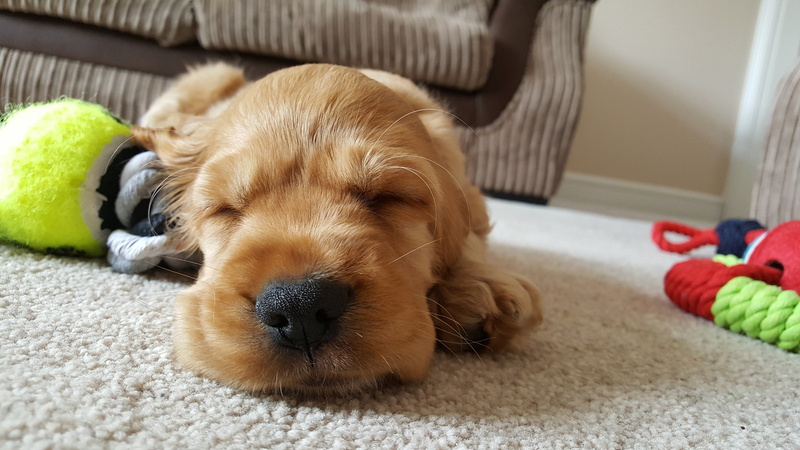 dog, animal themes, purebred Dog, canine, domestic, animal, animal head, mammal, photo, lying down, golden, vertebrate, napping, furniture, cocker, spaniel