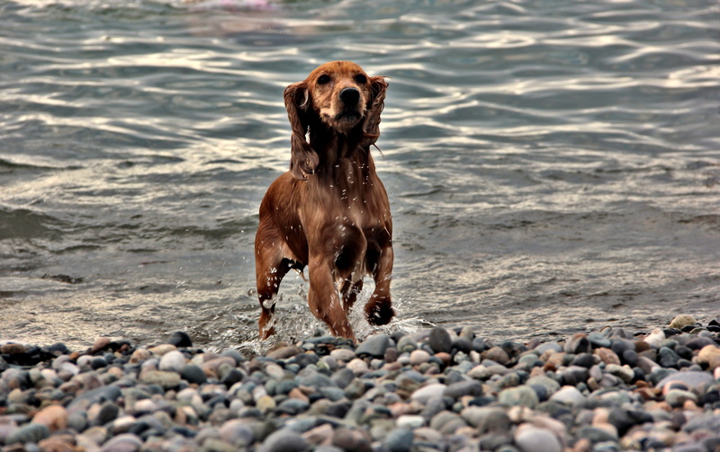 stone - object, canine, outdoors, vertebrate, nature, beach, shore, sea, pebble, batumi, domestic, solid, day, animal themes, waves, no people, pets, water