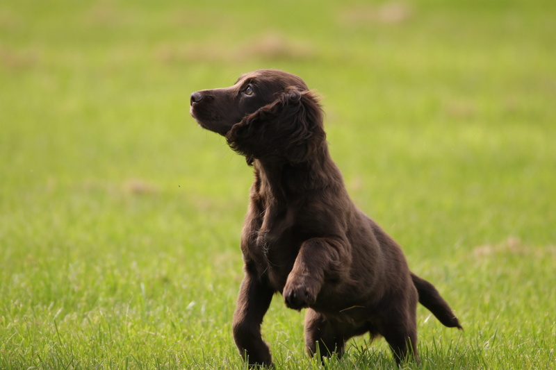 spaniel, pets, animal themes, profile view, brown, dog, green color, focus on foreground, outdoors, day, breed, mammal, pet, cocker, vertebrate, grass