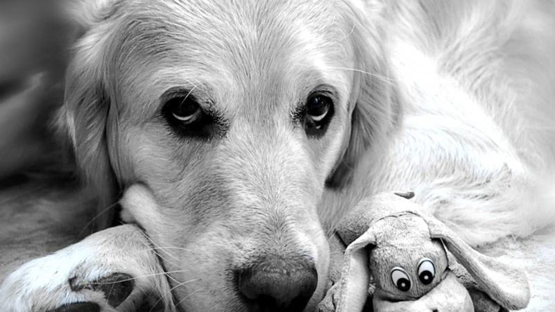 1080P, pooch, animal body part, focus on foreground, cute, domestic animal, relaxation, golden, happy, purebred, adorable, golden retriever, sporting dog