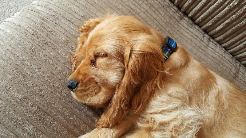 room, spaniel, dog, brown, inside, cocker, 5K, high angle view, no people, lying, english, resting, relaxation, puppy, animal, pets, domestic, looking away