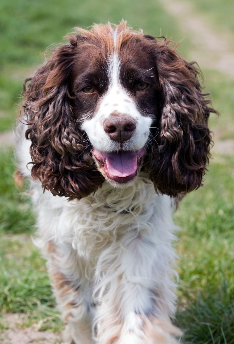 mammal, animal themes, portrait, domestic Animals, dog, land, cute, looking at camera, breed, animal hair, no people, one Animal, brown, day, beautiful