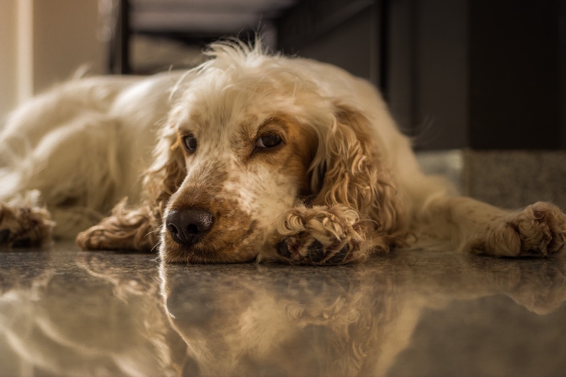 orange mold, one animal, relaxation, lying down, pets, lying, ground, domestic animals, cocker, indoors, 4K, cocker spaniel, close-up, canine, animal