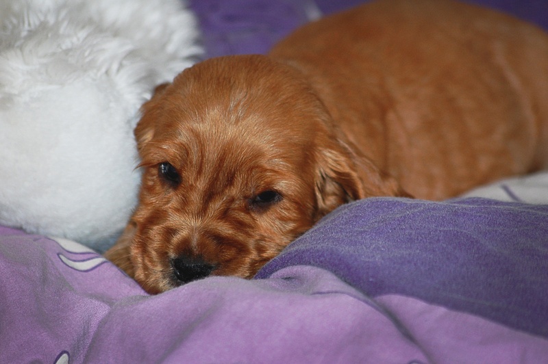 furniture, coker, 2K, canine, brown, duvet, no people, close-up, gold, animal head, portrait, sweet, dog, domestic animals, cocker spaniel english, spaniel